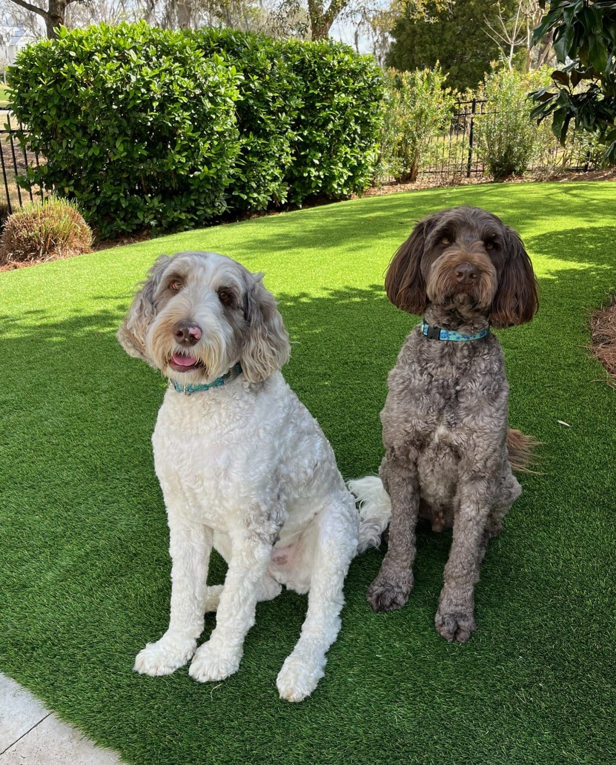 DI-pet-turf-1-e1711135227687-1237x1536